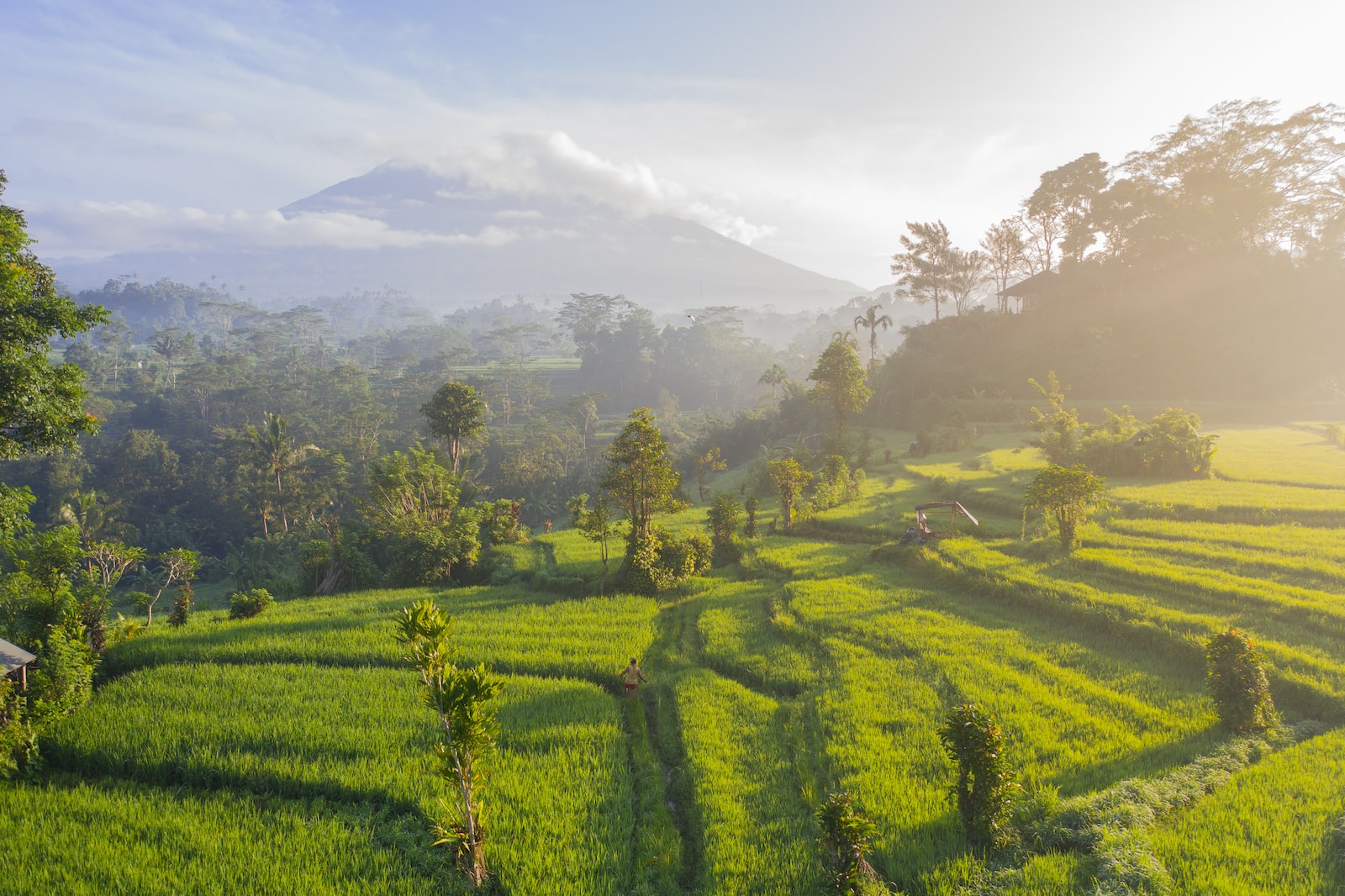 Les rizières de Bali