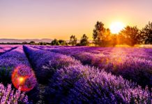La Provence en juillet