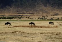 Quand partir en Tanzanie