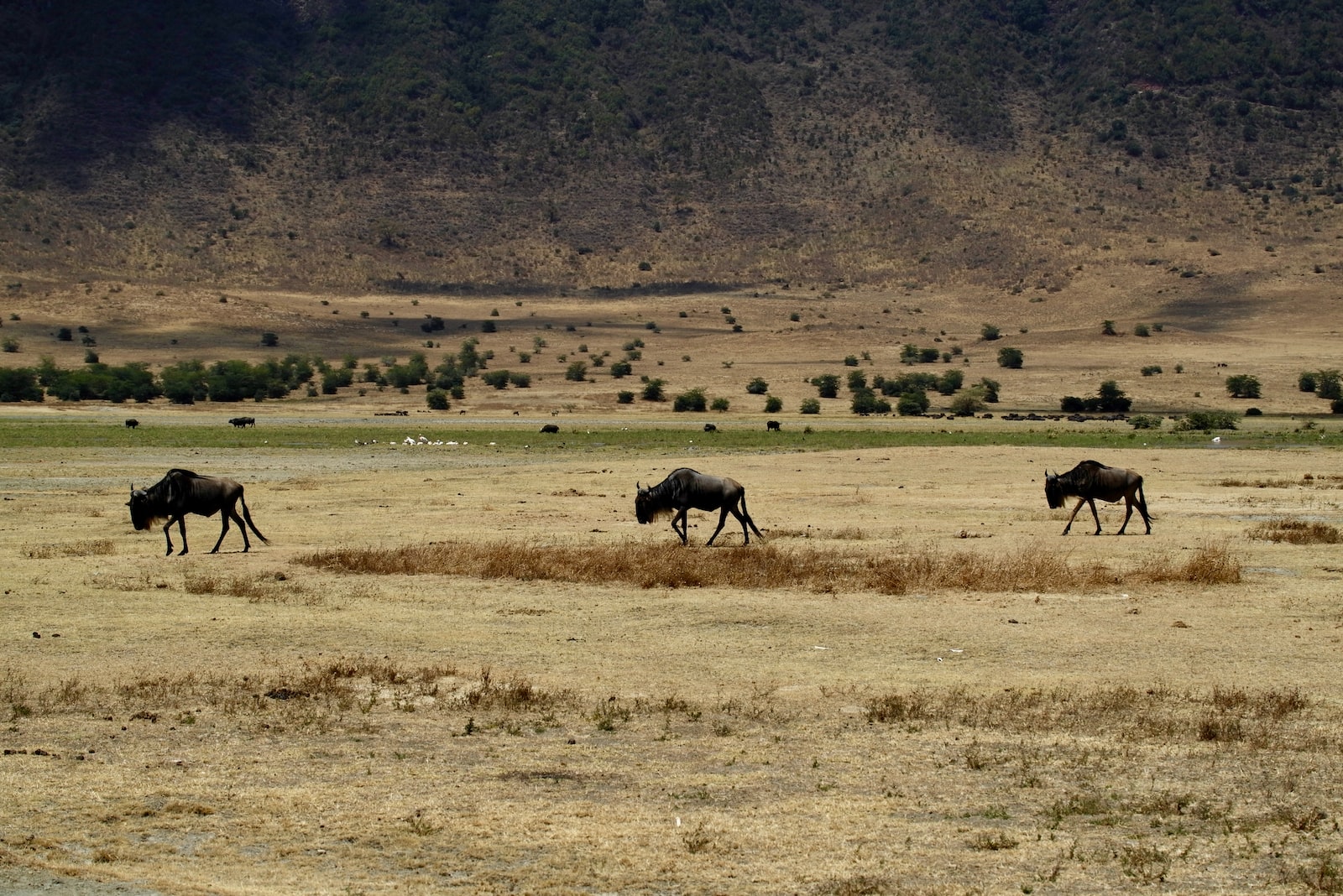 Quand partir en Tanzanie